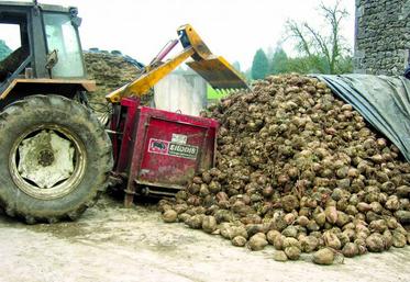 Cette année, les betteraves fourragères permettent une production d’environ 21 500 UFL/ha.