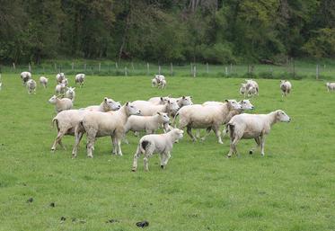 Souffrant d’un déficit d’attractivité, la production ovine possède pourtant  de nombreux atouts.