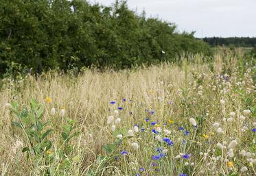 Parmi les mesures, la possibilité d’utiliser des jachères pour n’importe quelle culture.