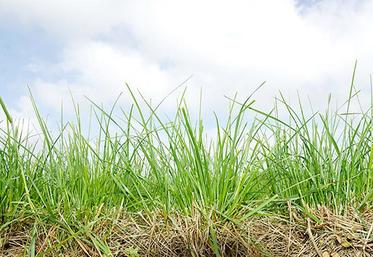 Dans beaucoup de régions, les conditions d’humidité du sol n’ont pas encore pu être réunies pour garantir la levée de la prairie. Les conditions météorologiques de septembre seront déterminantes. 