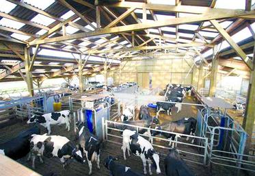 L'utilisation du robot traite couplée à une sortie en pâturage révèle des effets bénéfiques sur les boiteries.