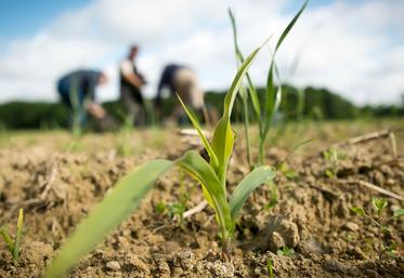 En même temps qu’il diminue ses émissions de gaz à effet de serre, le secteur agricole s’emploie de plus en plus dans la captation de carbone dans les sols. 