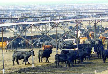 Il n’y aura pas d’ouverture du marché européen pour les viandes hormonées américaines, assure-t-on à la commission européenne.