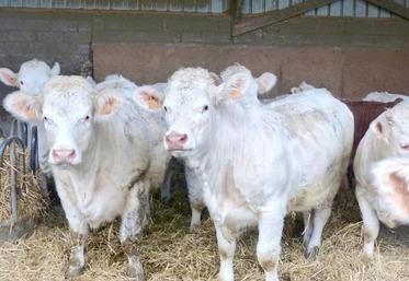 Parmi les filières, le Ch’ti bœuf est un contrat tripartite entre Cobevial, Bigard et Lidl, à destination des femelles pures Charolaises.