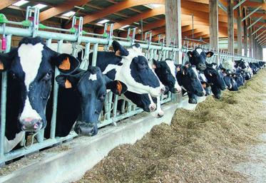 Avec une ration simple, l'ingestion mesurée est supérieure, entraînant une production journalière supérieure de 1,3 kg/VL/j.