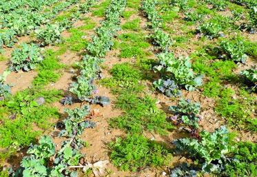 Les colzas sont aujourd’hui propres sur le rang. En attendant le binage, l’inter-rang est lui envahi de matricaires. Un traitement d’appoint est envisagé à certains endroits de la parcelle plus infestés que d’autres.
