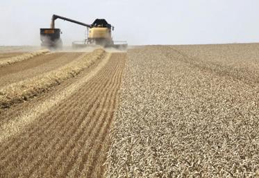 Malgré des rendements techniques exceptionnels en céréales, et un rétablissement des cours en pommes de terre, les fonds de roulement s’effritent encore. Les secteurs d’élevage sont les plus touchés.