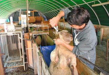 Un simple parage suffit parfois à rééquilibrer la démarche de la brebis.