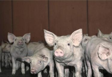 Le sentiment d’amélioration de la situation économique se retrouve particulièrement chez les éleveurs de porcs.