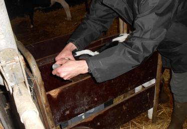 L’homéopathie en élevage peut s’utiliser pour quasiment toutes les pathologies : mammites, coups, contusions, entorses, suites de vêlages difficiles comme les non délivrances, diarrhées, problèmes de croissance, panaris interdigités, etc.