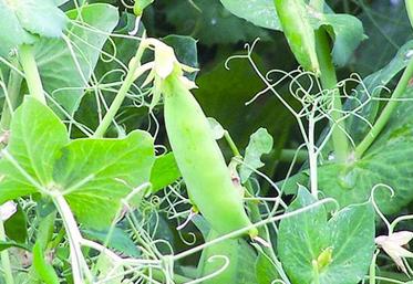 Cette année, la production française devrait atteindre 745 700 tonnes, en baisse de 15% par rapport à 2014.