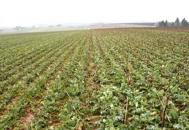 La technique des colzas associés permet d’accroître la production de biomasse. A gauche, colza seul et à droite, 
colza associé à de la féverole (gelée au 19/02/2018). 