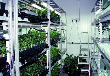 L’objectif de la recherche est d’accroître les rendements de 30%.