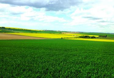 Des escourgeons qui commencent à épier, des colzas en fleurs, des blés en montaison, tout cela au 15 mai ; cela s’est rarement vu et interpelle quant aux potentiels de ces cultures.