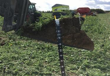 Mini profil 3 D sur betteraves.