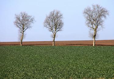 Si vous souhaitez revoir ce webinaire, il est disponible sur la chaine Youtube de Terres Inovia.