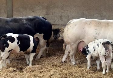 La race Blanc Bleu Belge, race emblématique de nos voisins belges.