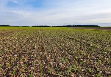 Avec des reliquats en azote assez élevés et un nombre de tiges qui devra nécessairement être réduit, on est invité  à ne pas mettre de trop grosses doses d’azote. 