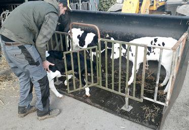 Le transport des veaux est réalisé en toute sécurité, sans stress pour l’éleveur et l’animal.