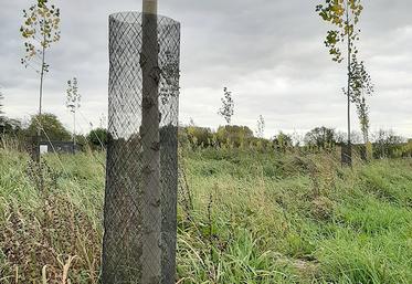 «Des peupleraies vieillissantes qui poussent peu sont plus sensibles aux parasites de faiblesse», souligne le CRPF Hauts-de-France, qui ajoute que «conserver longtemps un peuplement sur pied l’expose davantage au risque climatique».