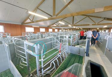 La truie reste dans son espace pendant trois à sept jours après la mise bas, puis elle circule en liberté.