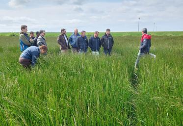 Des résultats d’efficacité plutôt satisfaisants pour les essais désherbage conduits sur la culture porte-graines fétuque élevée.