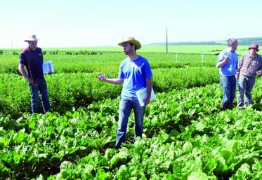 Sébastien d'Innocenzo : «Beetup® Compact est une association unique de phenmédiphame et de desmédiphame pour le désherbage des betteraves industrielles et fourragères».