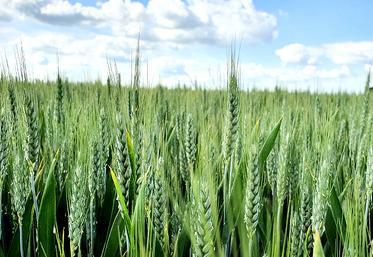 Un stress hydrique réduit la photosynthèse et la croissance globale du couvert  et peut avoir divers impacts en fonction de sa période d’expression.