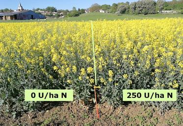 Dans cet essai réalisé en Lorraine, en 2018, la dose calculée avec la réglette est de 0 unité pour un objectif de 40 qx/ha (Biomasse SH : 3,8 kg/m², pas d’apport de MO).