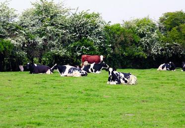 La hausse importante du prix des tourteaux en 2012 et 2013, mais aussi celle de l’énergie plus structurelle, rendent de plus en plus d’actualité le travail sur l’autonomie des exploitations d’élevage.