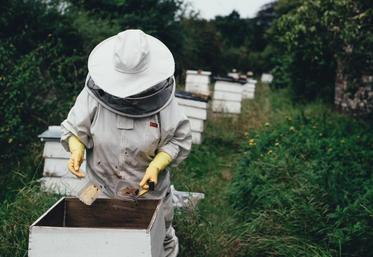 Cette contribution, détaille l’avocat, souligne l’absence de consultation des apiculteurs «pourtant profondément affectés» par cette dérogation.