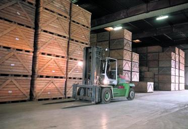 La pression germinative dépend du «vécu» du tubercule, aussi bien en culture que pendant la conservation.