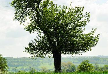 Le trouble de voisinage peut résulter du risque de chute d'arbres de grande hauteur implantés sur la parcelle du voisin, selon la Cour de cassation.