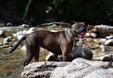 La comparaison entre la mâchoire du chien Curtis et les traces de morsures retrouvées sur le corps d'Elisa Pilarski coïncident selon un rapport d'experts (illustration)