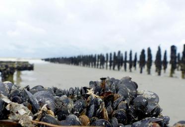 Les repas servis en restauration collective devront compter, d’ici le 1er janvier 2022, 50 % de produits alimentaires 
durables de qualité, comme les Moules de Bouchot.