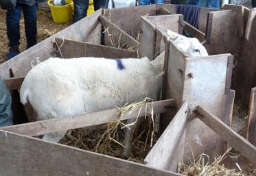 En case d’adoption, la brebis ne peut pas sentir l’agneau qui tète.