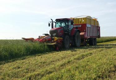 Il est intéressant d’associer le ray-grass hybride au trèfle violet en affouragement en vert. 