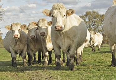 Deux stratégies pour convertir son troupeau en bio : augmenter ses surfaces de prairies pour un même nombre de naissances, ou réduire le troupeau pour une même surface de prairies.