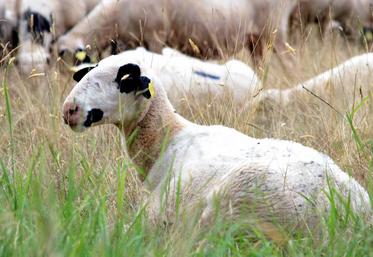 Le risque est élevé après un orage.