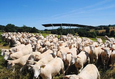 Le risque d’haemonchose est maximal dix à quinze jours après un orage.