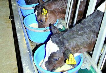 En veaux de boucherie, l’aliment d’allaitement Kenaveau représente une alternative intéressante aux aliments standards, pour limiter la température de l’eau lors de la réhydratation.
