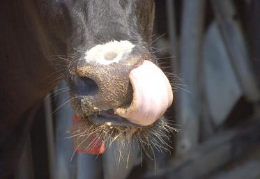 «La finalité de cette démarche de responsabilité sociétale est de dire aux consommateurs : Ayez confiance, les producteurs, les transformateurs, les distributeurs proposent des produits laitiers de qualité», explique Thierry Roquefeuil.