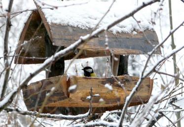 Nourrir les oiseaux en période hivernale peut avoir des conséquences sur leur santé si certaines attentions ne sont pas suivies.