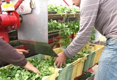 La motion adoptée par la chambre régionale d’agriculture Hauts-de-France demande «le rétablissement dans 
la loi de finances du dispositif TO-DE 
ou d’une disposition équivalente pour l’emploi saisonnier en agriculture».