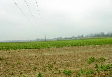Dégâts de lapins sur colza.