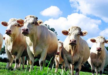 Les demandes d’aides vaches laitières et vaches allaitantes doivent être effectuées le 15 mai 2015 au plus tard.
Pour bénéficier de l’avance des aides au 15 octobre, la déclaration doit être réalisée au plus tard le 14 avril.