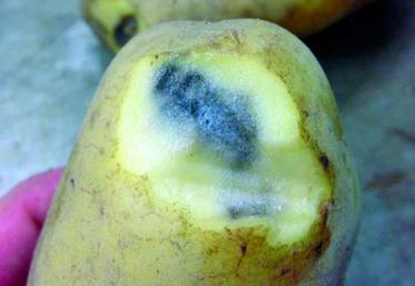 Noircissement interne ou taches cendrées sous la peau, formées en réaction à des chocs, notamment lors de manutention de tubercules riches en matière sèche.