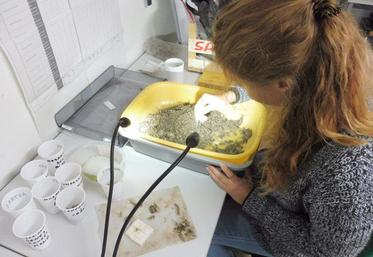 Analyses de pelotes de réjection