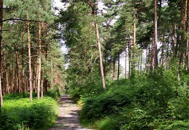 Les concours de coupe de bois sportive et de débardage à cheval auront lieu le samedi 2 octobre. Ils rassembleront  des participants d’établissements des Hauts-de-France et de Belgique qui s’affronteront lors de plusieurs épreuves.  À l’issue de ces épreuves, une remise de prix sera organisée pour récompenser les participants.