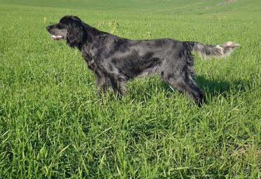 Bleu de Picardie, épagneul picard et Pont-Audemer font partie du patrimoine picard. 